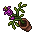 Bellflower