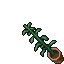 Indoor Plant