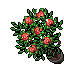 Red Roses